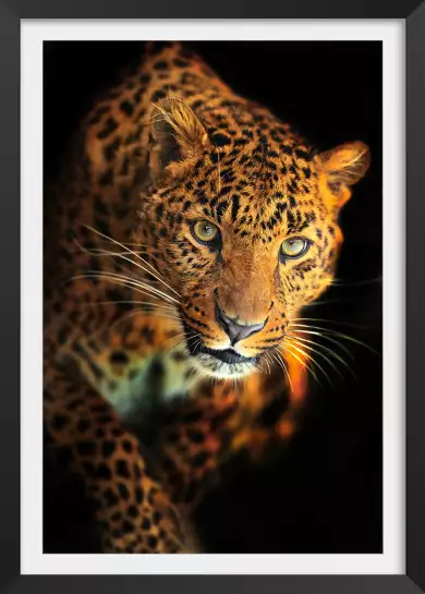 Le léopard - portrait animaux
