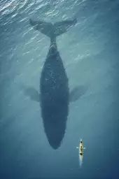 Baleine en profondeur - tableau animaux marins