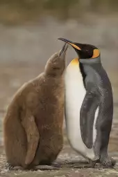 Maman et bébé pingouin - tableau animaux marins