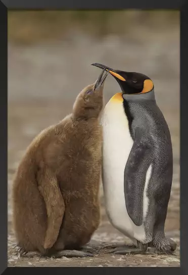 Maman et bébé pingouin - tableau animaux marins