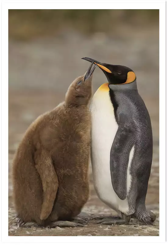 Maman et bébé pingouin - tableau animaux marins
