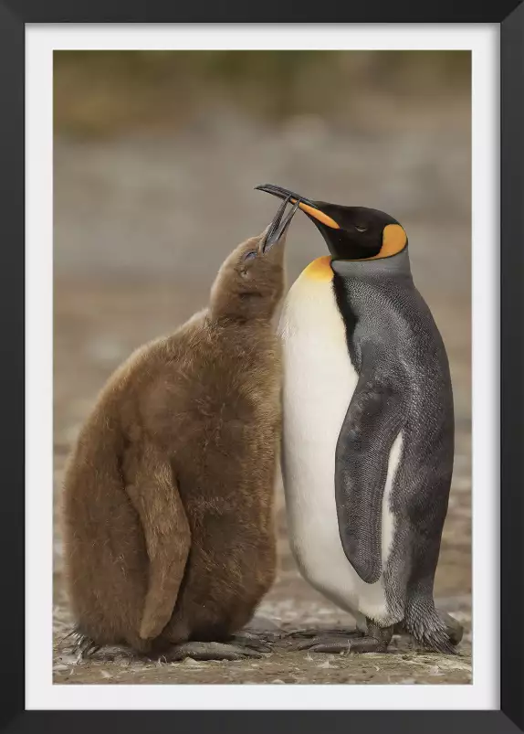 Maman et bébé pingouin - tableau animaux marins