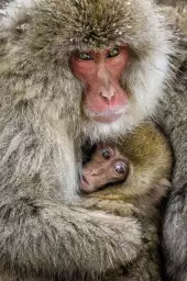 Macaques japonais - photo singe