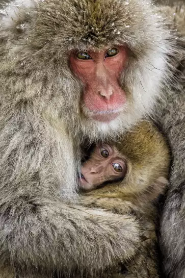 Macaques japonais - photo singe