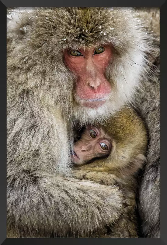 Macaques japonais - photo singe