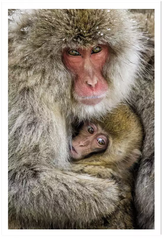 Macaques japonais - photo singe