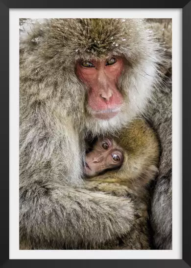 Macaques japonais - photo singe