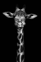 Girafe haute en portrait - photo noir et blanc animaux