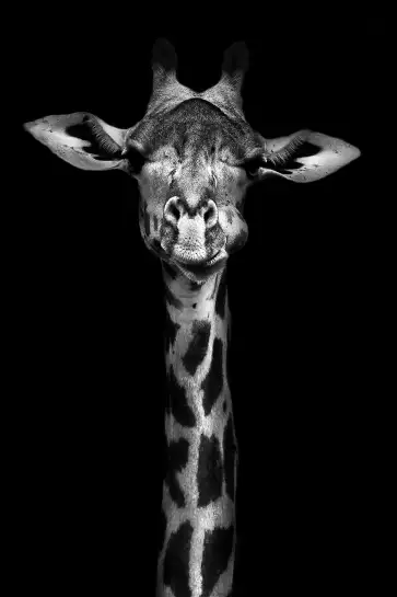 Girafe haute en portrait - photo noir et blanc animaux
