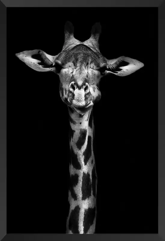 Girafe haute en portrait - photo noir et blanc animaux