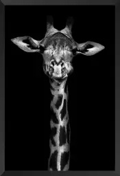 Girafe haute en portrait - photo noir et blanc animaux