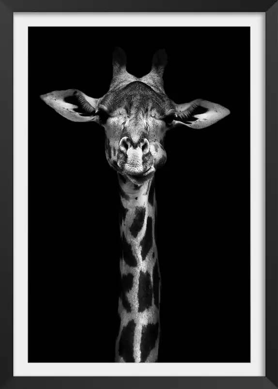 Girafe haute en portrait - photo noir et blanc animaux