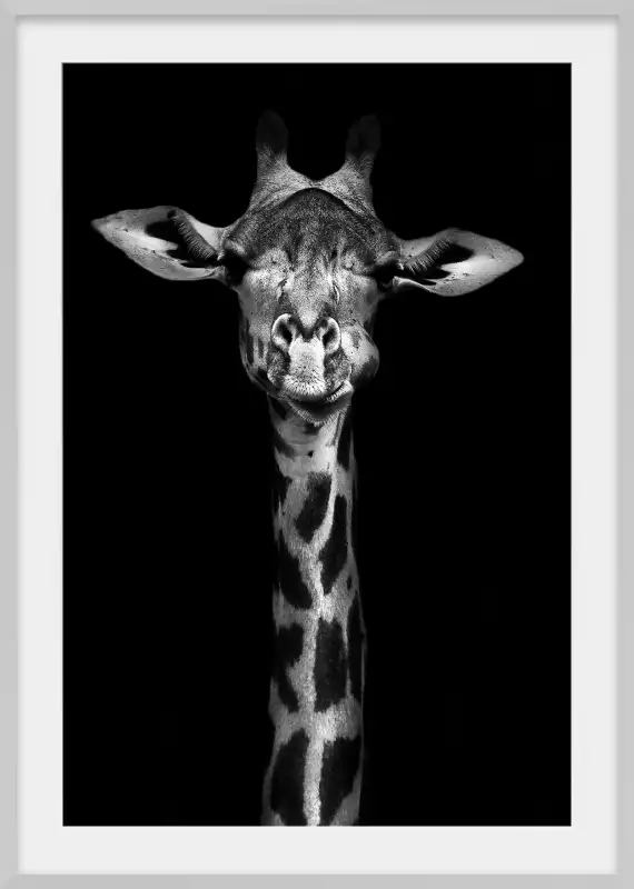 Fond de hotte - Girafe - Portrait - Animaux - Noir - Blanc - 35 % de remise  !