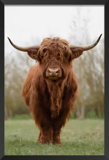 Vache écossaise - affiche animaux