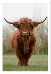 Vache écossaise - affiche animaux