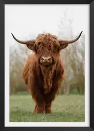 Vache écossaise - affiche animaux