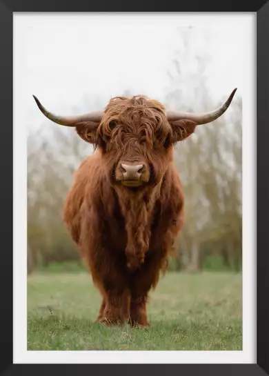 Vache écossaise - affiche animaux