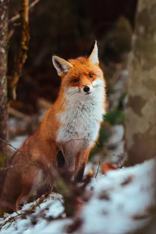 Renard en taiga - tableau d animaux sauvages