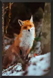 Renard en taiga - tableau d animaux sauvages