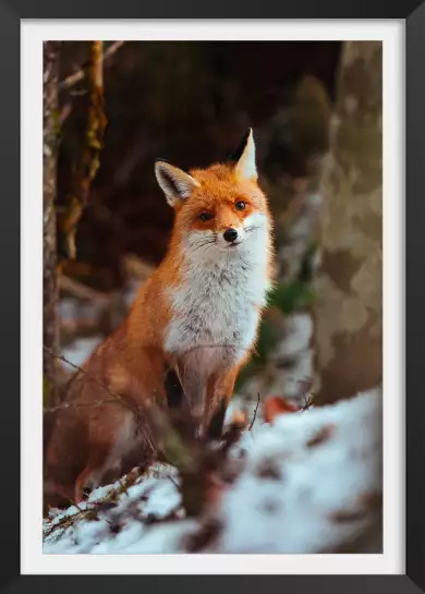 Renard en taiga - tableau d animaux sauvages