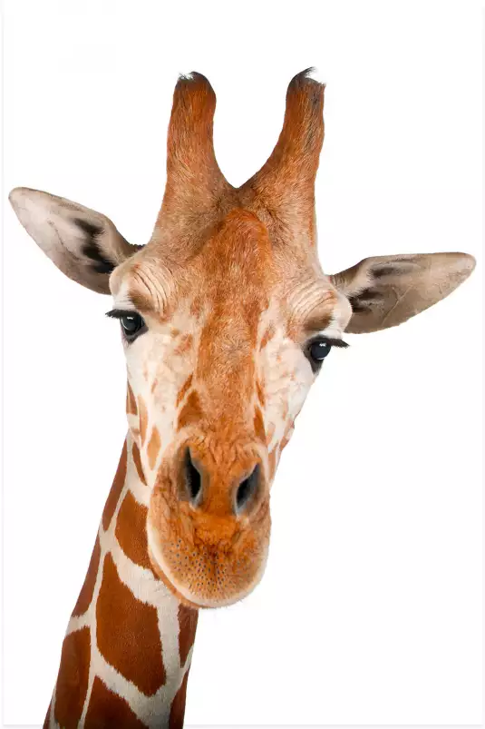 Girafe d' en haut - portrait animaux