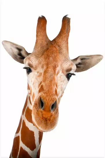 Girafe d' en haut - portrait animaux