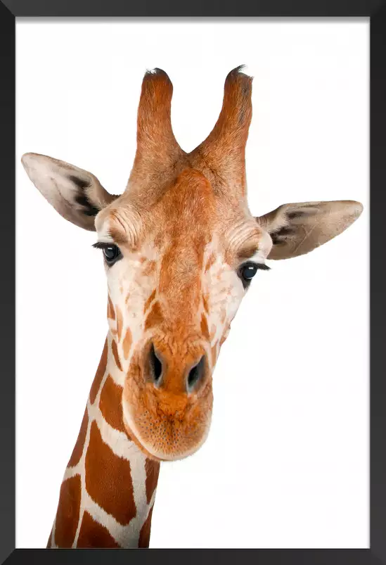 Girafe d' en haut - portrait animaux