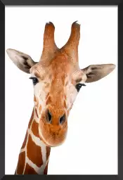 Girafe d' en haut - portrait animaux