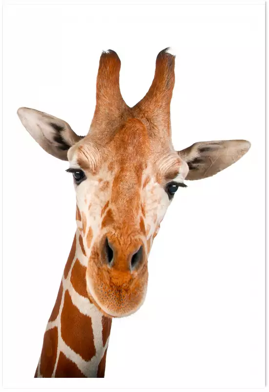 Girafe d' en haut - portrait animaux