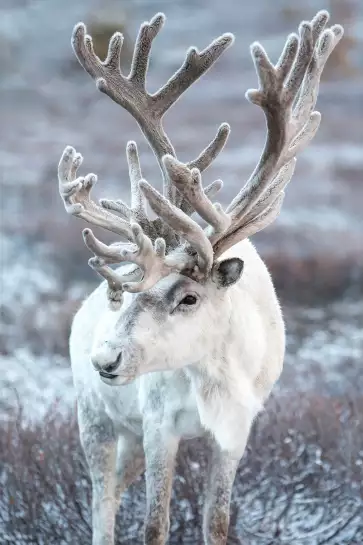 Renne en taiga - tableau d animaux sauvages