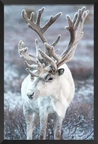 Renne en taiga - tableau d animaux sauvages