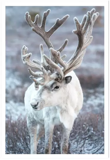 Renne en taiga - tableau d animaux sauvages