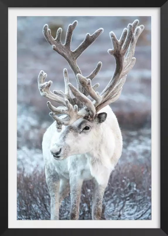 Renne en taiga - tableau d animaux sauvages