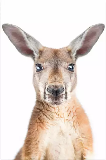 Red kangaroo - portrait animaux