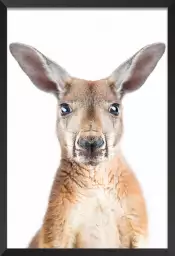 Red kangaroo - portrait animaux