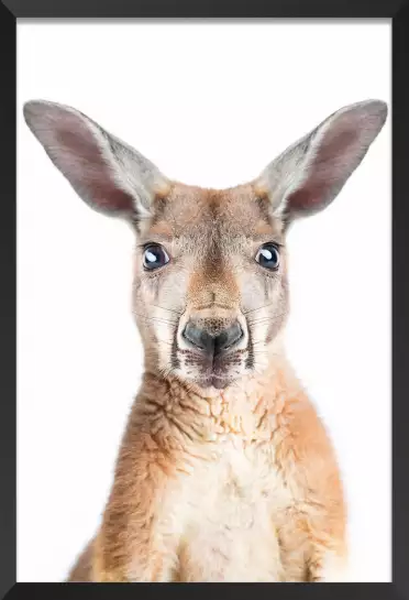 Red kangaroo - portrait animaux