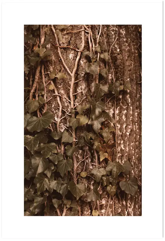 Tableau plante - Photo vintage Lierre grimpant