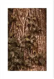 Tableau plante - Photo vintage Lierre grimpant