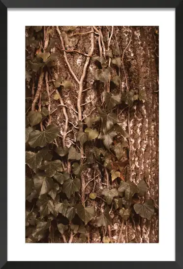 Tableau plante - Photo vintage Lierre grimpant