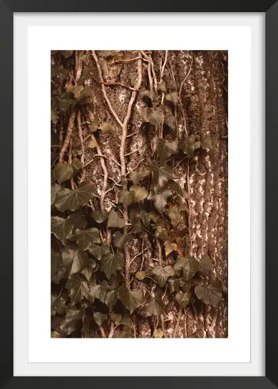 Tableau plante - Photo vintage Lierre grimpant