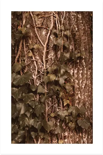 Tableau plante - Photo vintage Lierre grimpant
