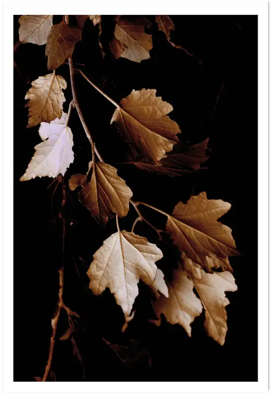 Tableau plante - Photo vintage Feuilles de bronze