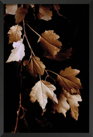 Tableau plante - Photo vintage Feuilles de bronze