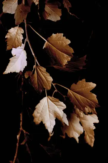 Tableau plante - Photo vintage Feuilles de bronze