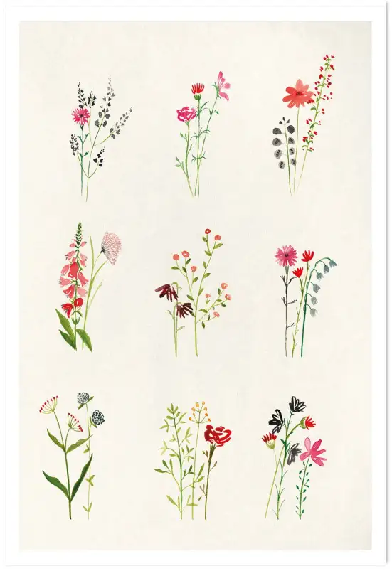 Affiche étude fleurs champêtres - Illustration aquarelle florale