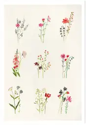 Affiche étude fleurs champêtres - Illustration aquarelle florale