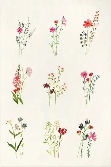 Affiche étude fleurs champêtres - Illustration aquarelle florale
