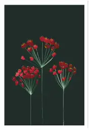 Affiche fleurs rouges fond sombre - Illustration botanique élégante