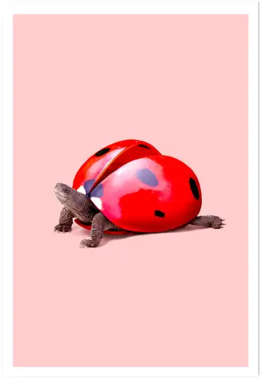 Affiche tortue coccinelle - photo surréaliste rose