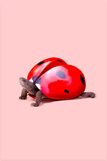Affiche tortue coccinelle - photo surréaliste rose